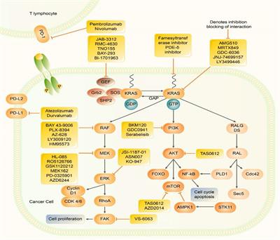 KRAS-Mutant Non-Small Cell Lung Cancer: An Emerging Promisingly Treatable Subgroup